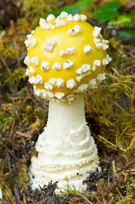 Amanita fly - Fly agaric facts. The fly agaric fungus is widely distributed in forests and woodlands of the temperate and boreal regions of the northern hemisphere, including Europe, northern Asia and North America. Its range extends from the northern half of Alaska and northern Scandinavia, Russia and Japan southwards to montane areas of …